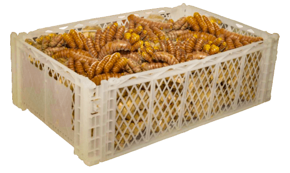Curcuma fresca 5